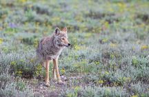Yellowstone Wildlife Safari in Lamar Valley from Cody, WY