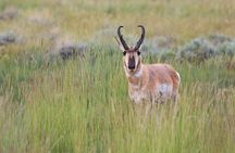 Full Day Yellowstone Nat'l Park Tour From West Yellowstone