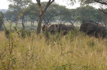 3-Day Queen Elizabeth safari