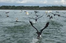 6 Days Safaris to Amboseli N/P, Lake Naivasha and Maasai Mara N/R.