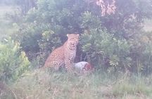 6 Days Safari to Samburu N/R, Aberdare N/P, Nakuru N/P and Maasai Mara N/R. 