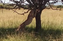 5 Days Safari to Aberdare N/P, Nakuru N/P and Maasai Mara N/R.