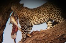 4 Days Safaris to Meru N/P and Samburu N/R.