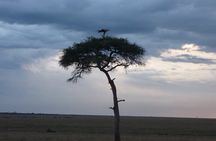 3 Days to Maasai Mara N/R.