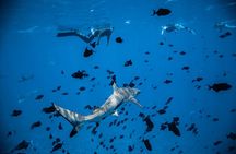 Full-Day Bora Bora Lagoon Cruise Including Snorkeling with Sharks and Stingrays