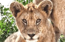 4 Days Tanzania National Parks Private Safari from Zanzibar 
