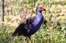 Small-Group Half-Day Birdwatching Tour in Sydney