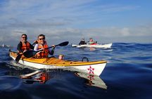 Cape Town Kayak Adventure in Table Mountain Marine Reserve