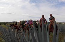 Horseback Riding Tour in The Agave Field with Lunch
