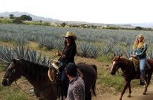 Horseback Riding Tour in The Agave Field with Lunch