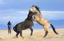 Private Wild Horse Photo Safari from Tooele