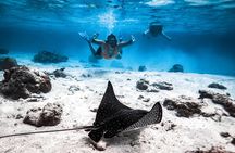 Cook Islands Turtle and Ray Tour 