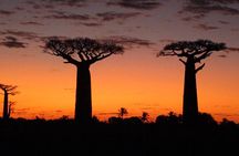 Private 9-Day Morondava Baobabs and Andasibe Lemurs Tour