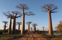 Private 9-Day Morondava Baobabs and Andasibe Lemurs Tour