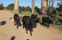 Private 9-Day Morondava Baobabs and Andasibe Lemurs Tour
