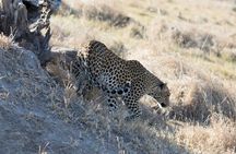 Full-Day Safari Chobe National Park and boat safari