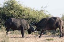 Full-Day Safari Chobe National Park and boat safari