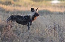 Full-Day Safari Chobe National Park and boat safari