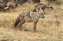 3 Days Serengeti and Ngorongoro Crater Safari