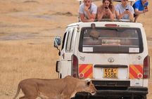 4 Days Masai Mara Lake Nakuru Jeep Safari