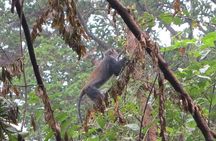 Rau Forest Bike tour