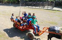 Eco Farm Tour & Water Buffalos