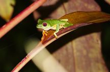 Mangrove Night Tour