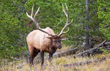 Best of Yellowstone Nat'l Park Tour from Paradise Valley