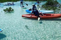 Mangroves Kayak Tour