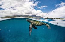 2.5 Hour Whale Escape Tour