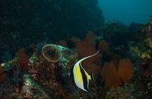 2 Tank Dive - Certified Divers (Santa Maria Bay & Chileno Bay)