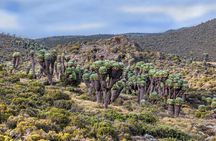 8 Days climb Mt Kilimanjaro through Lemosho Route