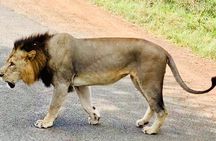 Nairobi National Park,Giraffe Centre, Karen Blixen Museum.