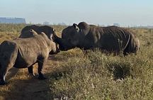 Nairobi National Park,Giraffe Centre, Karen Blixen Museum.