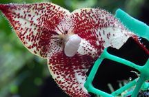 Full-Day Private Tour of Mindo Cloud Forest