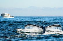 Afternoon Whale Watch