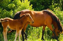 2-hour Outer Banks Wild Horse Tour by 4WD Truck