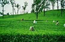 Private Nuwara Eliya Day Tour from Kandy with Pick up