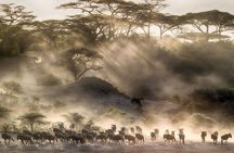 6 Days Serengeti Wildebeest Migration Safari