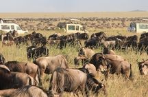 2 days budget safari (Tarangire)