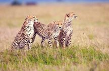  3 Days Serengeti and Ngorongoro Crater Group Tour