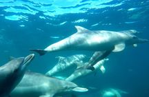 Swim with Wild Dolphins Day Tour