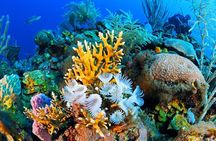 Ras Mohamed Nature Reserve Snorkeling Tour w/ White Island by Yacht