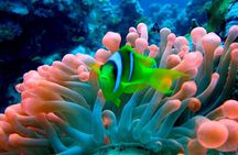 Ras Mohamed Nature Reserve Snorkeling Tour w/ White Island by Yacht