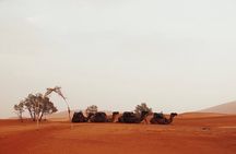 Sahara Desert Family Tour