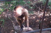 Enlightening Elephants And Monkeys Sanctuary Guided Day Tour