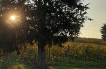 Unique wine tasting at Winery Marchesi Incisa della Rocchetta