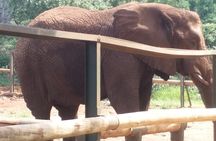 Enlightening Elephants And Monkeys Sanctuary Guided Day Tour