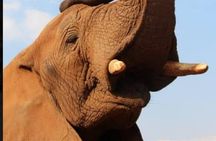 Enlightening Elephants And Monkeys Sanctuary Guided Day Tour