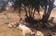 Half-Day Tour to Rhino And Lion Reserve in Krugersdorp